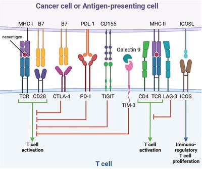 Tumour microenvironment influences response to treatment in oesophageal adenocarcinoma